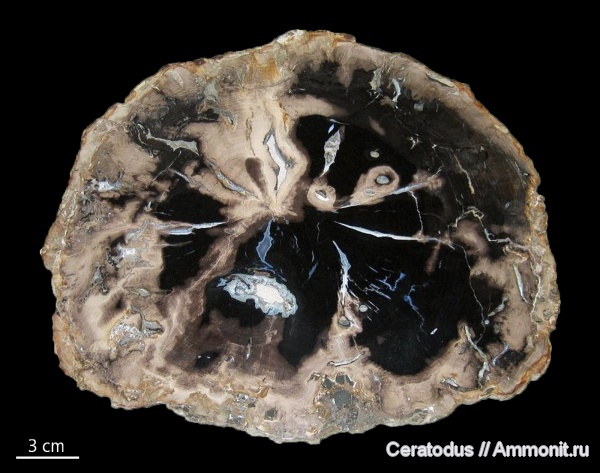 Орегон, клен, Acer