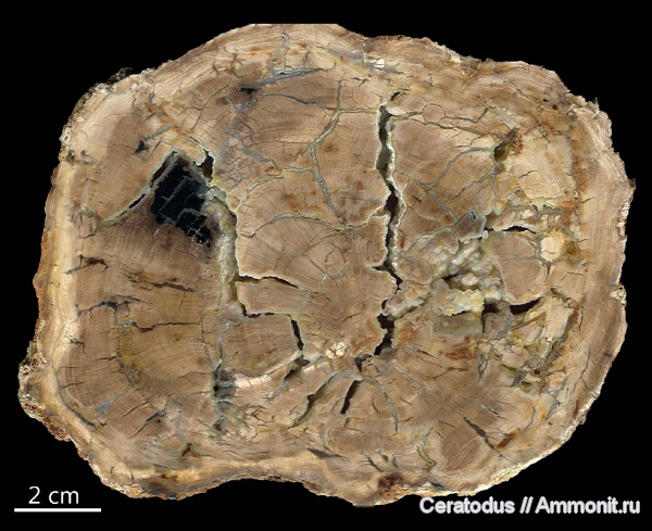 окаменевшая древесина, Вашингтон, Yakima