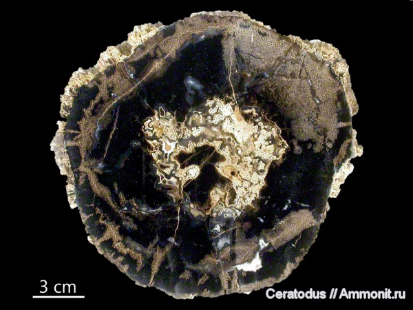 Blue Forest, Вайоминг, Eden Valley, Palmoxylon