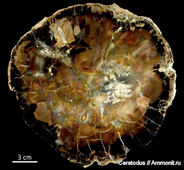 Аргентина, Патагония, Araucarioxylon, Cerro Cuadrado