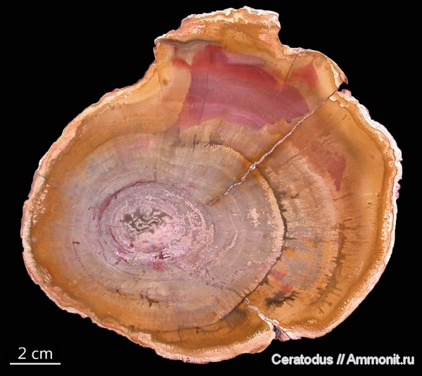 Бразилия, Dadoxylon