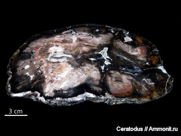 Невада, Juniperus, Cherry Creek