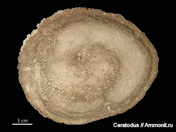 Palmoxylon, Луизиана