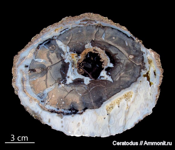 Вайоминг, Palmoxylon