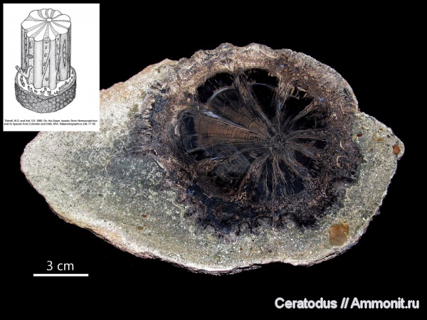 Колорадо, Hermanophyton, Hermanophyton taylorii