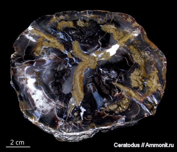 Юта, голосеменные растения