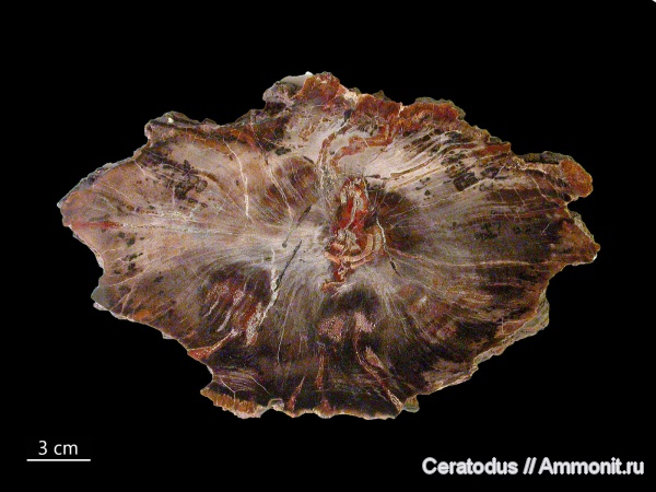 Юта, Schilderia, Schilderia adamanica