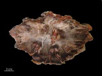 Schilderia adamanica,  Юта