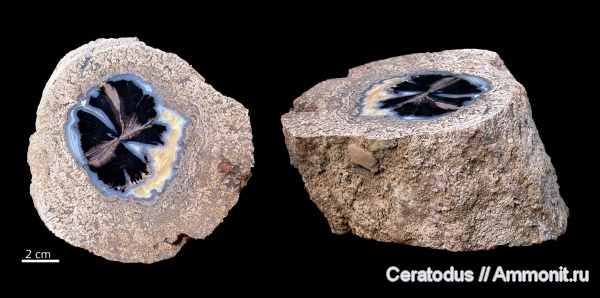 Blue Forest, Вайоминг