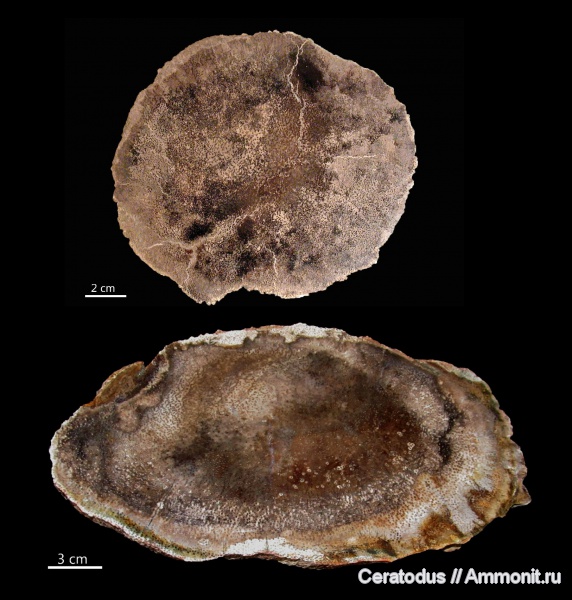 Palmoxylon, Калифорния