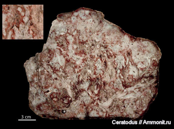 Калифорния, Rhizopalmoxylon