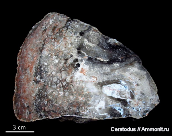 Калифорния, Rhizopalmoxylon