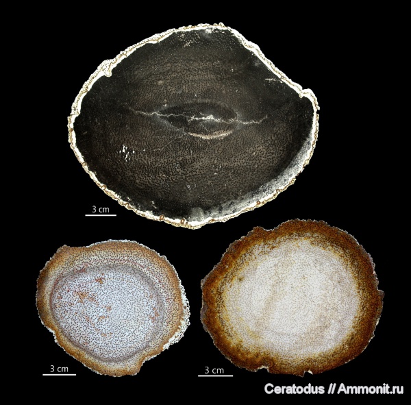 Palmoxylon, Луизиана