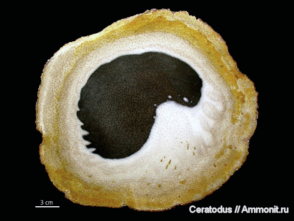 Palmoxylon, Луизиана