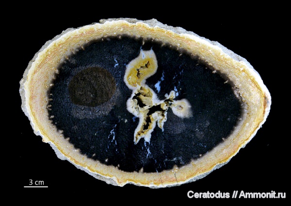 Индонезия, Palmoxylon