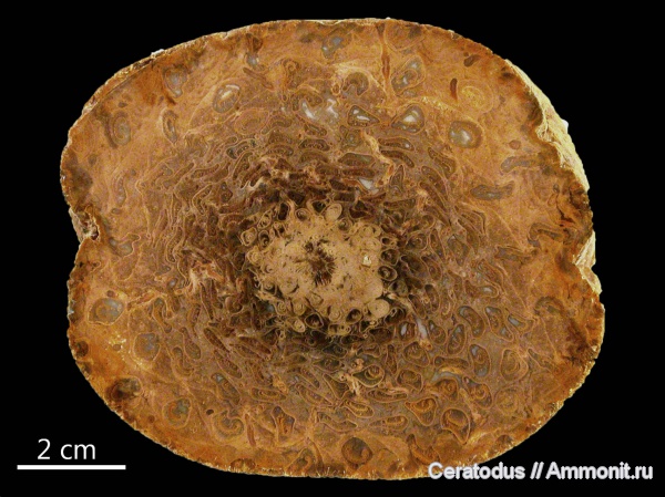 Австралия, Osmunda