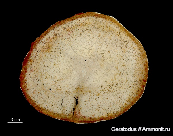 Palmoxylon, Луизиана