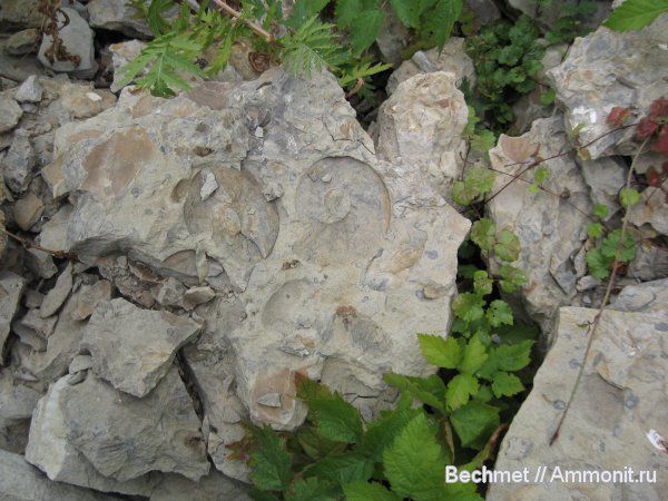 Кашпир. Аммониты и другое.