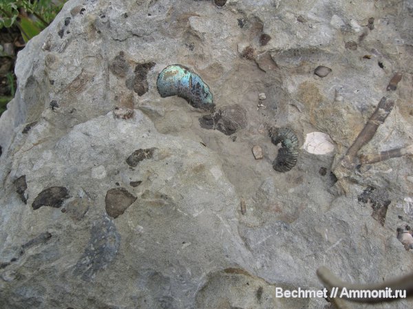 аммониты, белемниты, Kachpurites, Ammonites, Volgian, belemnites