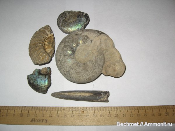 аммониты, белемниты, Kachpurites, Ammonites, Volgian, belemnites