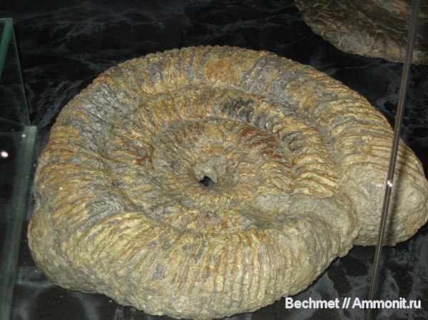 мел, Speetoniceras, Speetoniceras versicolor, Кашпир, Hauterivian, Cretaceous