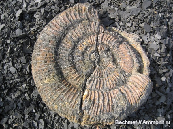 аммониты, мел, мезозойская эра, Speetoniceras, Speetoniceras versicolor, Кашпир, Ammonites, Hauterivian, Cretaceous