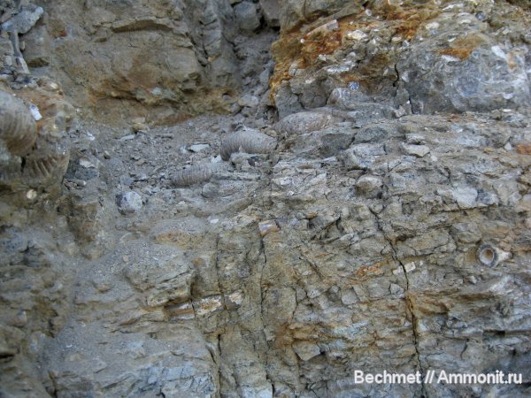 аммониты, юра, мезозойская эра, Ammonites, Jurassic