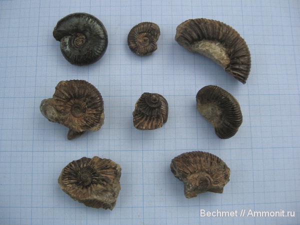 аммониты, мезозойская эра, Ammonites