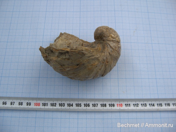 мезозойская эра, Gryphaea