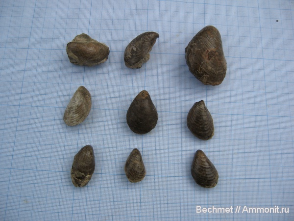 юра, двустворчатые моллюски, Buchia, мезозойская эра, Jurassic