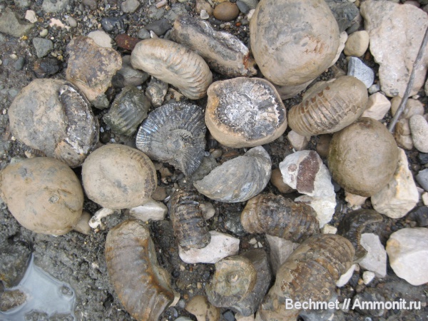 аммониты, юра, мезозойская эра, Ammonites, Jurassic