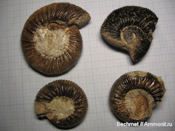 аммониты, юра, мезозойская эра, Ammonites, Jurassic