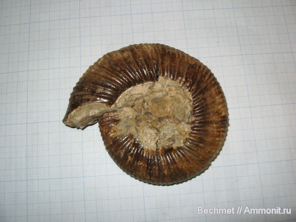 аммониты, юра, мезозойская эра, Ammonites, Jurassic