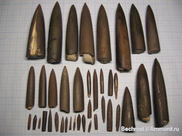 белемниты, мезозойская эра, belemnites