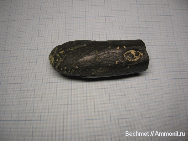 окаменевшее дерево