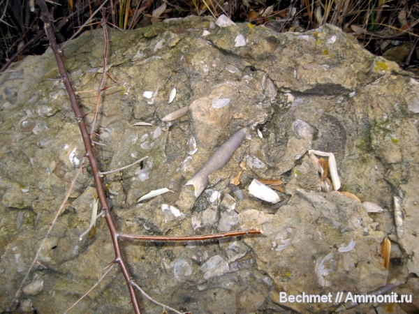 белемниты, мезозойская эра, belemnites