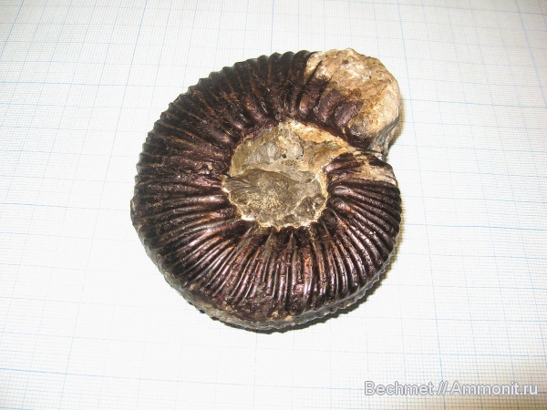аммониты, юра, мезозойская эра, Ammonites, Jurassic