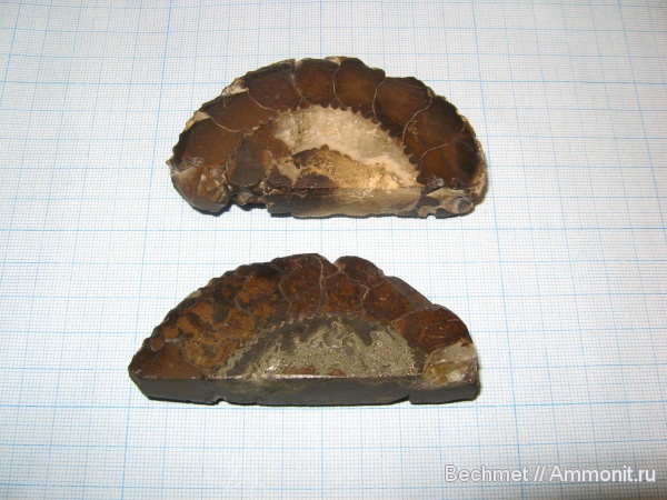 аммониты, юра, мезозойская эра, Ammonites, Jurassic