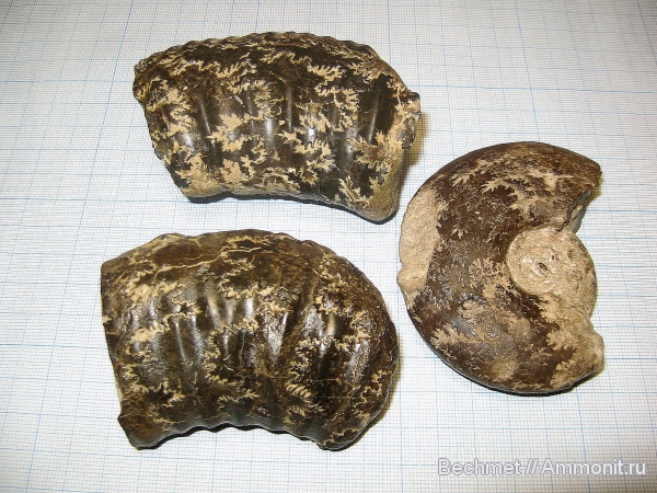 аммониты, юра, мезозойская эра, Ammonites, Jurassic