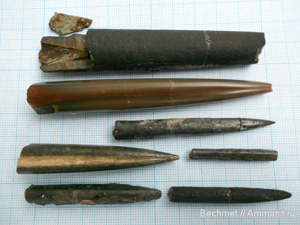 белемниты, юра, мезозойская эра, Jurassic, belemnites