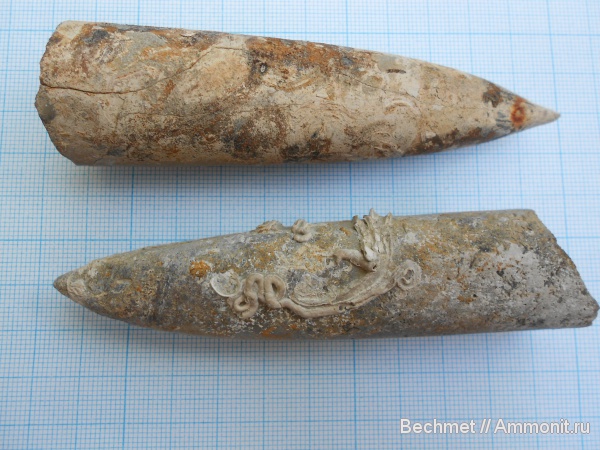 белемниты, юра, мезозойская эра, Jurassic, belemnites