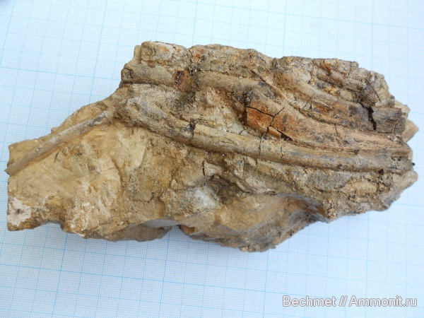 ихтиозавры, мезозойская эра