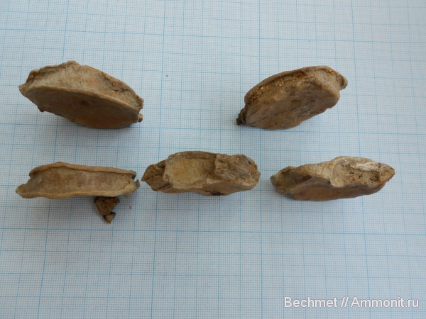 ихтиозавры, мезозойская эра