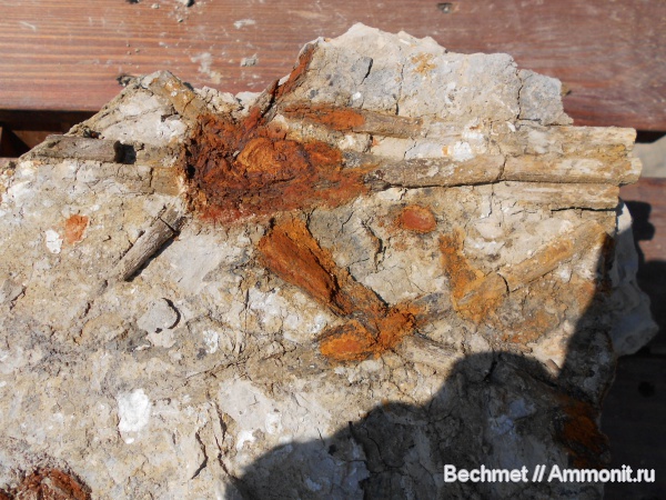 ихтиозавры, мезозойская эра