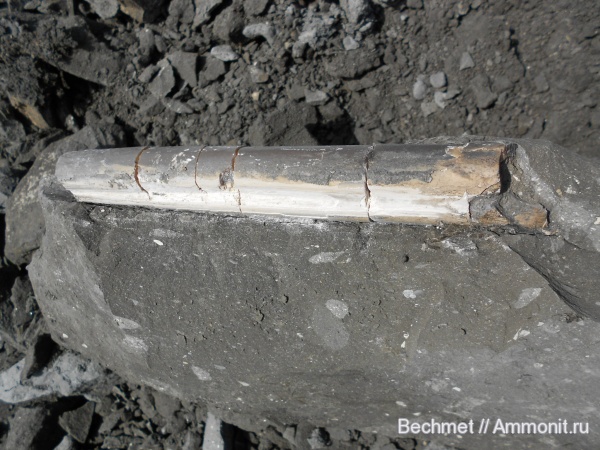 белемниты, юра, мезозойская эра, Jurassic, belemnites