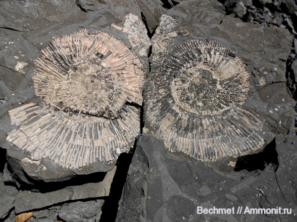 аммониты, юра, мезозойская эра, Ammonites, Jurassic