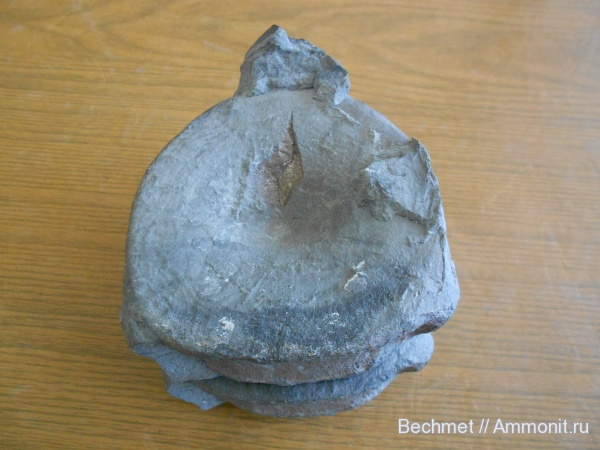 рептилии, юра, мезозойская эра, позвонки, места находок, Jurassic