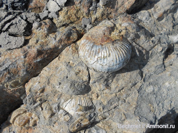 аммониты, юра, мезозойская эра, Кашпир, Ammonites, Jurassic