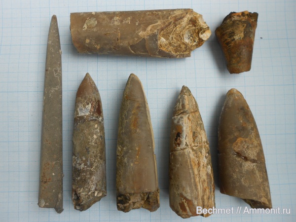 белемниты, юра, мезозойская эра, Кашпир, Jurassic, belemnites