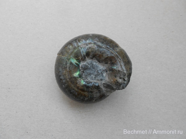 аммониты, юра, мел, мезозойская эра, Craspedites, прижизненные повреждения, Кашпир, Ammonites, места находок, Cretaceous, Jurassic